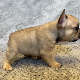 French Bulldog Puppies from Blue Lotus Frenchies