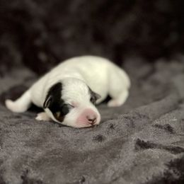 Australian Cattle Dog Puppies from Tin Roof Australian Cattle Dogs
