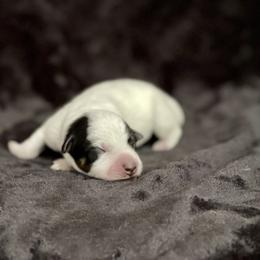 Australian Cattle Dog Puppies from Tin Roof Australian Cattle Dogs