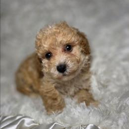 Icelyn - Apricot female Poodle puppy in West Point, Mississippi from Golden Paws