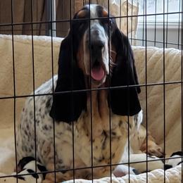 Anita - Basset Hound