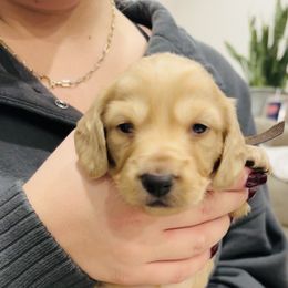 Kane - Cream male Dachshund puppy in Altus, Oklahoma from Johnson Prairie Pups