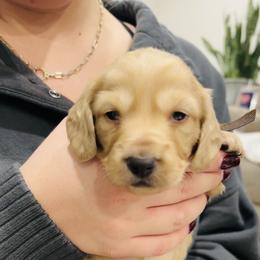 Kane - Cream male Dachshund puppy in Altus, Oklahoma from Johnson Prairie Pups