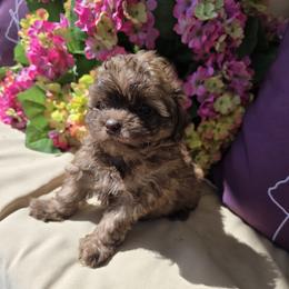 Olive- PENDING - Liver female Shihpoo puppy in Delphos, Ohio from Route 66 Poodles & Doodles, Sapphire Shih-tzu's of Ohio