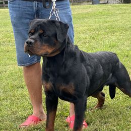 Lenny - Rottweiler