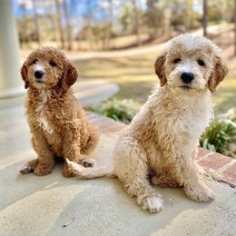 Goldendoodle Puppies from Magnolia Doodles of Southern Miss