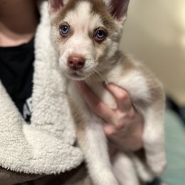 Siberian Husky Puppies from Feazell’s Siberian Huskies