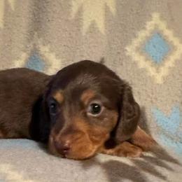 Dachshunds from Josiah's Dachshunds