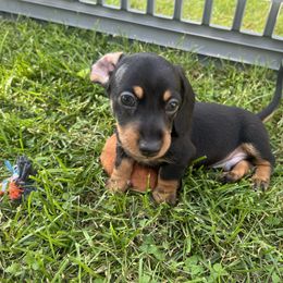 Primus (CH Euro American lines, health tested) - Black and tan male Dachshund puppy in Moon Township, Pennsylvania from Serendipity Dachshunds