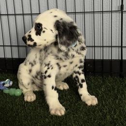 Spree LUA LONG COAT - White and black male Dalmatian puppy in Sedalia, Missouri from Missouri Dalmatians