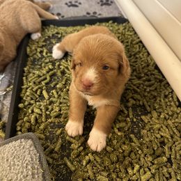 Nova Scotia Duck Tolling Retriever Puppies from Tallyho Tollers