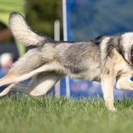 Anatolian Shepherd Dogs, Mastiffs, and Tamaskans from Feather’s Glen Anatolians