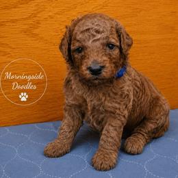 Pick 4 of boys - Red male Irish Doodle puppy in Madison, Wisconsin from Morningside Doodles