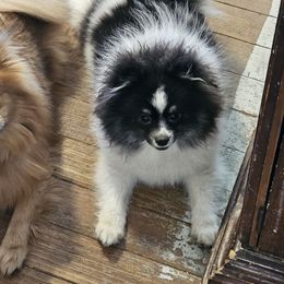 Sindel - Pomeranian