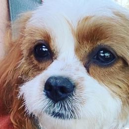 Bernedoodles, Cavapoos, and Goldendoodles from Golden Coast Doodles