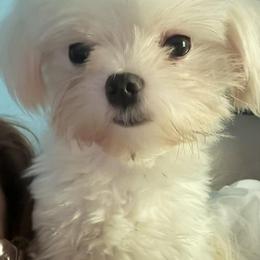 Karen - Maltese