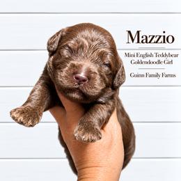 Mazzio Chocolate English - Chocolate female Goldendoodle puppy in Grove, Oklahoma from Guinn Family Farms