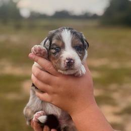 Rizzo - Blue merle female Australian Shepherd puppy in Uvalda, Georgia from Happy Ours Australian Shepherds