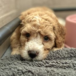 Goldendoodle Puppies from Ivy’s Doodles
