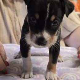 Boy 3 - Black tan and white male Rat Terrier puppy in Divide, Colorado from Outlaw Farm and Kennel