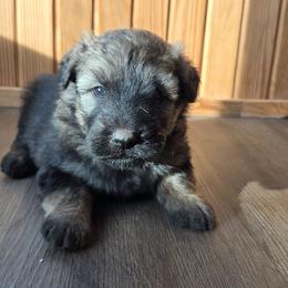 Chestnut - Fawn female Bouvier des Flandres puppy in Drury, Missouri from Black Bears Critters