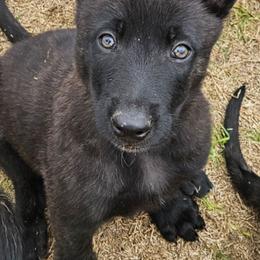 Light blue collar - Black brindle male Dutch Shepherd puppy in Howey In The Hills, Florida from MAC K9 Dutch Shepherds