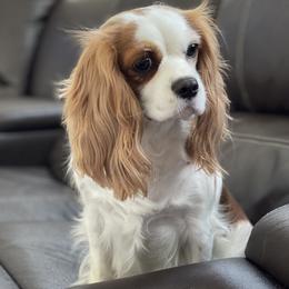 Molly - Cavalier King Charles Spaniel