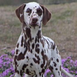 Coco - Dalmatian
