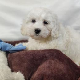 Smitty: OFA and CHIC sire - White male Coton de Tulear puppy in Westfield, North Carolina from Legacy Pets