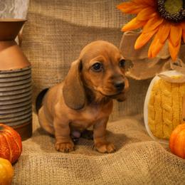 Miss Black - Red female Dachshund puppy in Virginia City, Nevada from V.C. Weenies