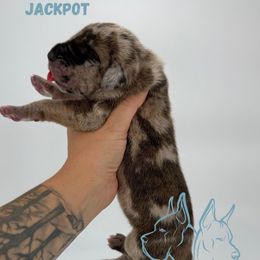 Jackpot - Merle male Great Dane puppy in Michigan from Ohana Great Danes of Michigan