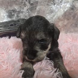 Cronus - Black and silver male Miniature Schnauzer puppy in Neosho, Missouri from Star Light Pups