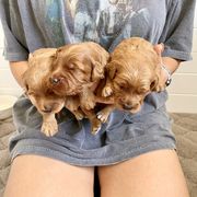 Double Doodle Puppies from Hansen Homestead Pups