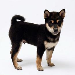Teddy - Black and tan male Shiba Inu puppy in Elizabeth, New Jersey from Shiba Inu Loving Care