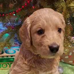 Bernedoodle, Goldendoodle, and Poodle Puppies from Granton Creek