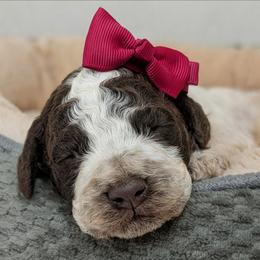 Luna - Brown roan female Lagotto Romagnolo puppy in West Jordan, Utah from Salt Lake Lagotto