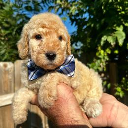 Oliver - Yellow and white male Bernedoodle puppy in Holt, Missouri from Mindys Doodles