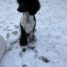 Goldendoodle and Poodle All Grown Up from Stelladoodles & Company