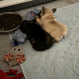 American Bully and French Bulldog Puppies from Bolt Action Kennel
