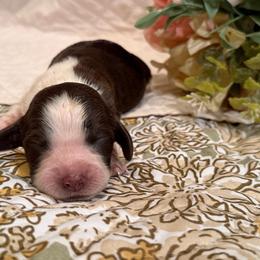 Birdie - Tri-Roan female English Springer Spaniel puppy in Cookeville, Tennessee from Krossroads Kennel