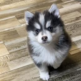 Ariya's blue boy 3 - Blue male Pomsky puppy in Enid, Oklahoma from Mile Hi Pomskies