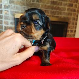 Mr. Black - Black and gold male Yorkshire Terrier puppy in Woodway, Texas from The Yorkie Empire