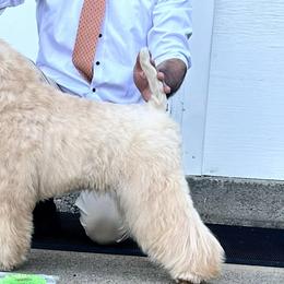 Kerry Blue Terriers and Soft Coated Wheaten Terriers from Cross the Rubicon KBT & Trebol SCWT
