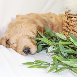 Australian Mountain Doodle, Bernedoodle, and Goldendoodle Puppies from Wynterwood Doodles