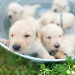 Dilute Retriever Puppies from Weathervane Labs