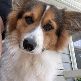 Piper Rayne - Pembroke Welsh Corgi
