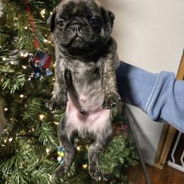Boy 2 - Brindle male Pug puppy in Auburn, Kentucky from Prentice Family Pugs, Bugs & Corgis