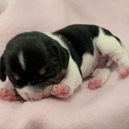 Pocket Beagle Khali - Black tan and white female Beagle puppy in Gentry, Arkansas from HC Puppy Ranch