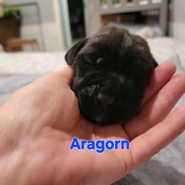 Boy 9 - Brindle male Mastiff puppy in Conroe, Texas from Southern Star English Mastiffs