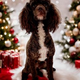 Goldendoodle Puppies from Southern Olive Doodles 🫒